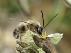 Eucera nigrilabris