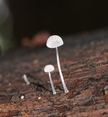 Mycena piringa