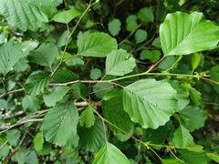 Alnus lusitanica