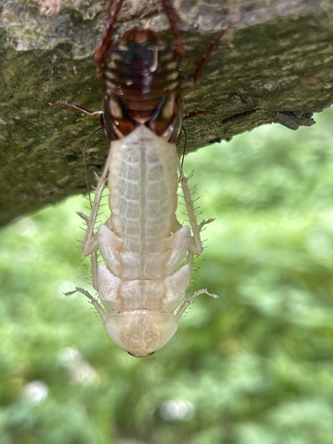 Australian Cockroach photo 3