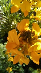 Adenocarpus hispanicus