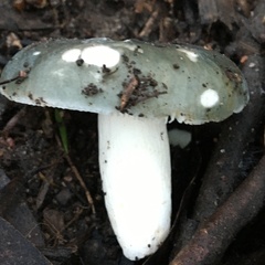 Russula viridis