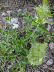 Sideritis hirsuta