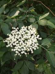 Sambucus nigra