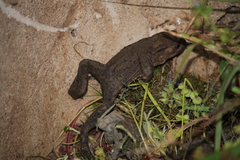 Bufo bufo
