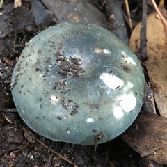 Russula viridis