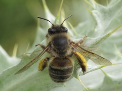 Eucera nigrilabris