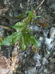 Parthenocissus quinquefolia