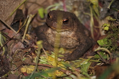 Bufo bufo