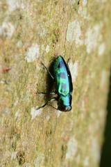 Chrysobothris sauteri