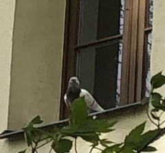 Columba livia domestica