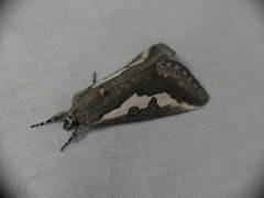 Euscirrhopterus gloveri