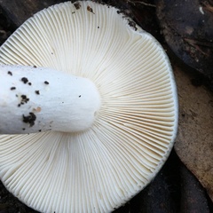 Russula viridis