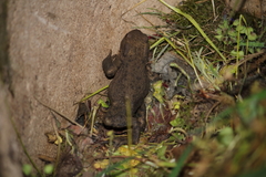 Bufo bufo