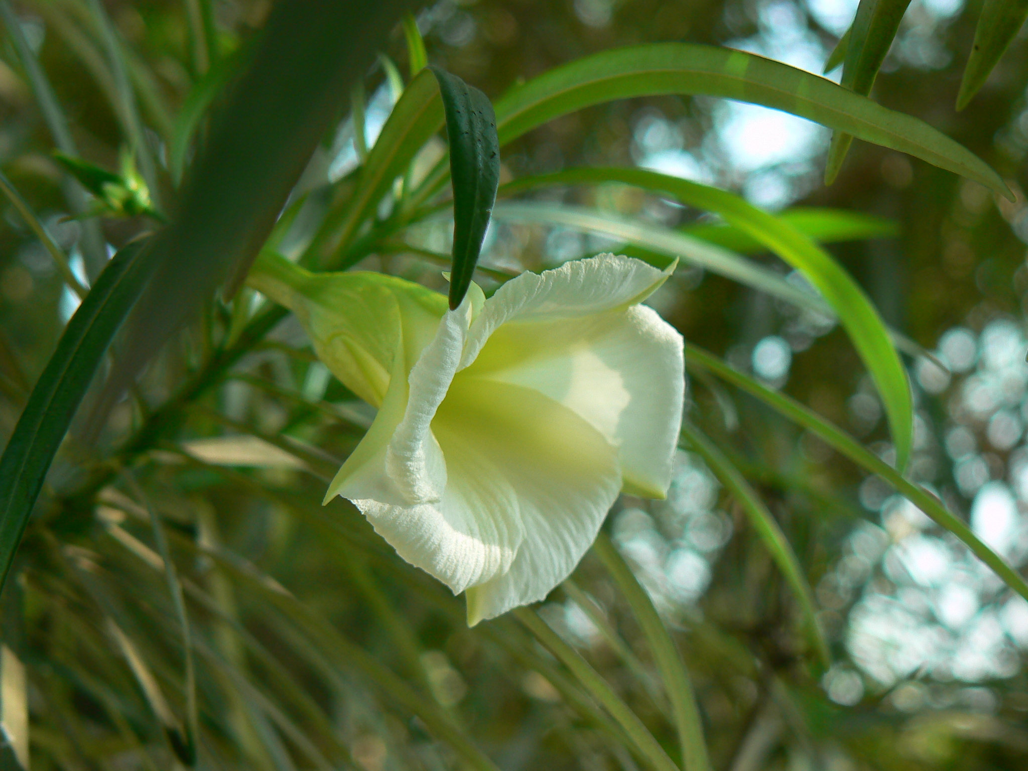 Cascabela thevetia (L.) Lippold