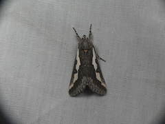 Euscirrhopterus gloveri