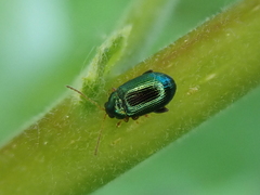 Crepidodera fulvicornis