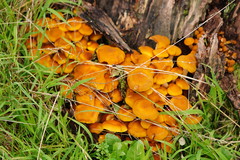 Armillaria luteobubalina