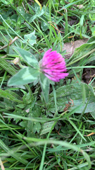 Trifolium pratense
