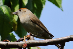 Sylvia atricapilla
