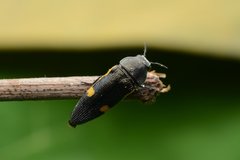 Acmaeodera luzonica volkovitshi