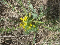 Astragalus wolgensis