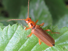 Lycocerus vitellinus