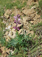 Lupinus hispanicus