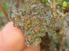 Coccocarpia erythroxyli