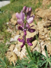 Lupinus hispanicus