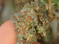 Coccocarpia erythroxyli