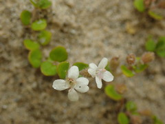 Mentha cunninghamii