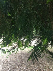 Taxus baccata