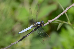 Orthetrum japonicum
