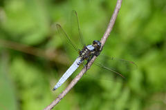 Orthetrum japonicum