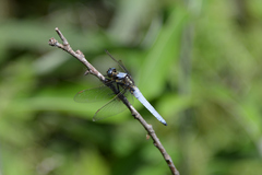 Orthetrum japonicum