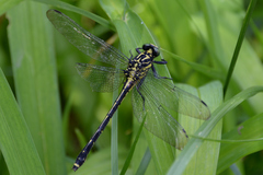 Asiagomphus melaenops