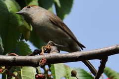 Sylvia atricapilla