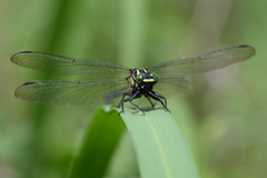 Asiagomphus melaenops