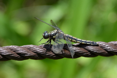 Orthetrum japonicum