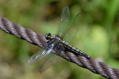 Orthetrum japonicum