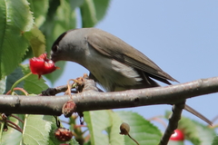 Sylvia atricapilla