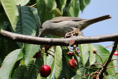 Sylvia atricapilla