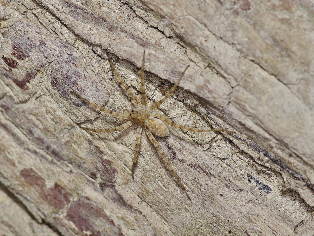 Pardosa vadosa