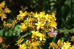 Hypericum × desetangsii