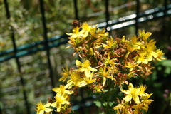 Hypericum × desetangsii