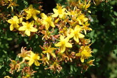 Hypericum × desetangsii