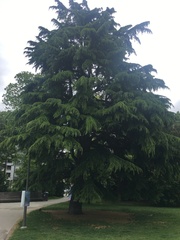 Cedrus libani