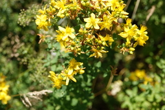 Hypericum × desetangsii