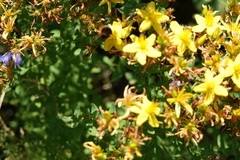 Hypericum × desetangsii